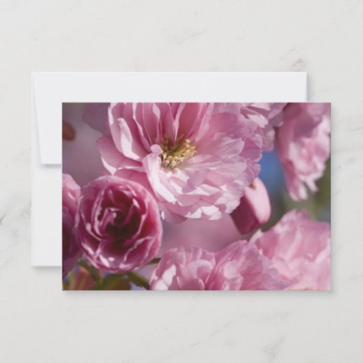 Roze Bloesems (Voorkant)