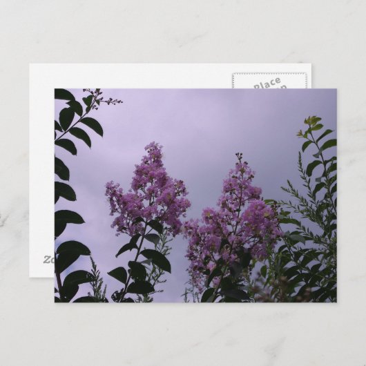 Roze bloesems briefkaart (Voorkant / Achterkant)