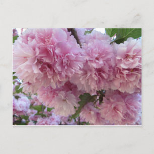 Roze bloesems briefkaart