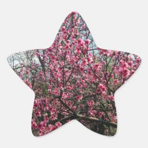 Roze bloesems Floral Sticker