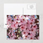 Roze bloesems op sierbloemen briefkaart (Voorkant / Achterkant)