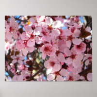 Roze bloesems op sierlijke bloeiende boom