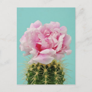 Roze Bloom Atop Spiky Cactus Briefkaart