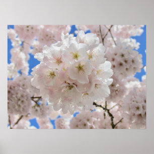Roze Blossom Balls Poster