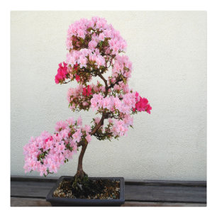 Roze Bonsai-boom Foto Afdruk