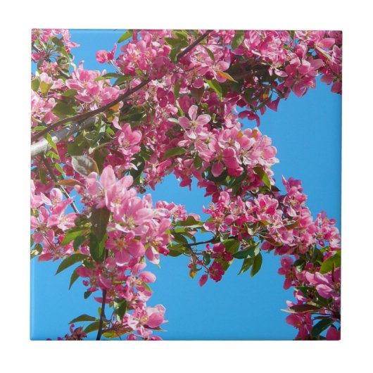 Roze boom bloesem en blauwe lucht tegeltje (Voorkant)