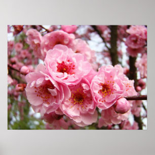 Roze Boom Bloesems Fijne Kunst Prints Lente
