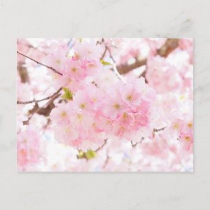 Roze boom Cherry Blossom Briefkaart