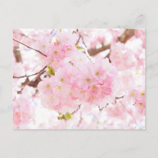 Roze boom Cherry Blossom Briefkaart