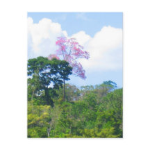 Roze boom Venezolaanse Oerwoud Landschap