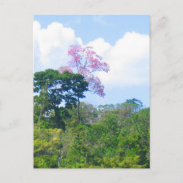 Roze boom Venezolaanse Oerwoud Landschap Briefkaart