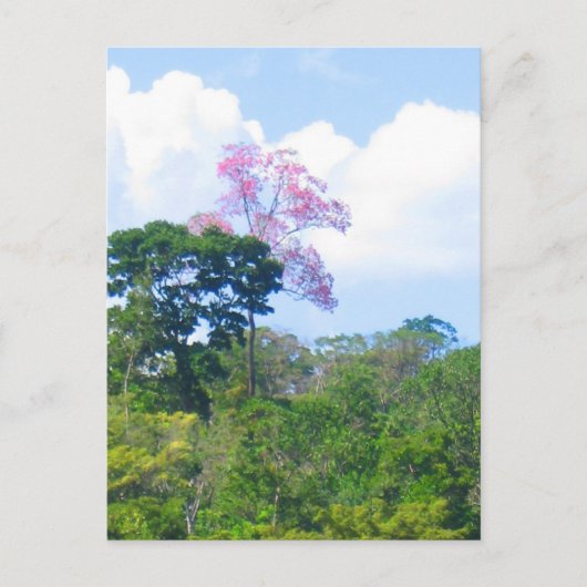Roze boom Venezolaanse Oerwoud Landschap Briefkaart (Voorkant)