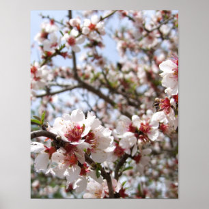 Roze boombloesem Poster