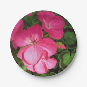 Roze Bord van geraniumpapier