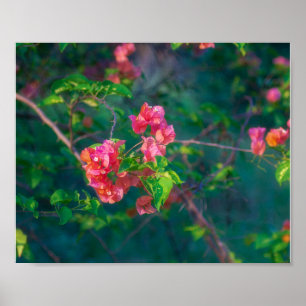 Roze Bougainvillea Bloem Fotografie Wandkunst Pos Poster