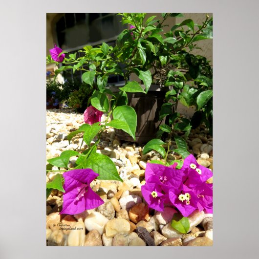 Roze Bougainvillea bloemen Poster (Voorkant)
