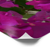 Roze Bougainvillea Flowers, Poster Perfect Poster (Hoek)