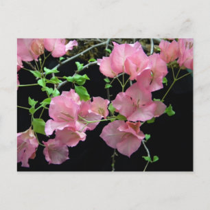 Roze Bouganvilla Clusters Briefkaart