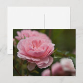 Roze Briefkaart (Voorkant / Achterkant)
