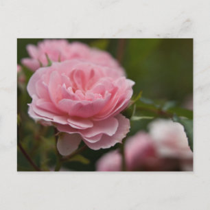 Roze Briefkaart