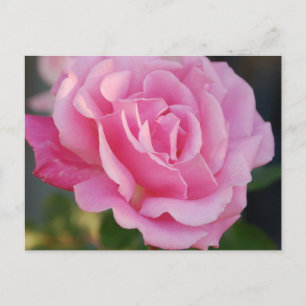 Roze Briefkaart
