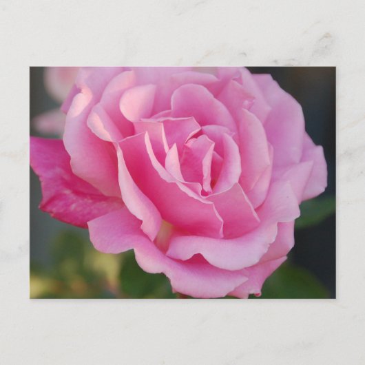 Roze Briefkaart (Voorkant)