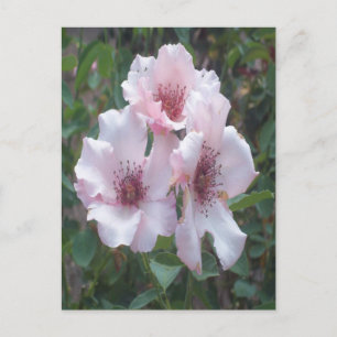 Roze Briefkaart
