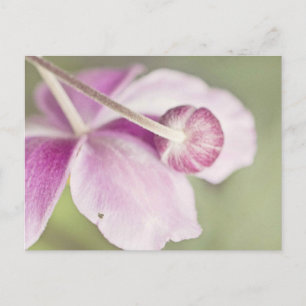 Roze Briefkaart
