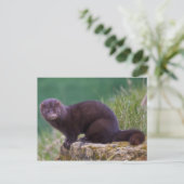 Roze Briefkaart (Staand voorkant)