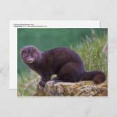 Roze Briefkaart (Voorkant / Achterkant)