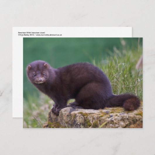 Roze Briefkaart (Voorkant / Achterkant)