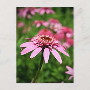 Roze Briefkaart