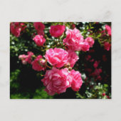roze briefkaart (Voorkant)
