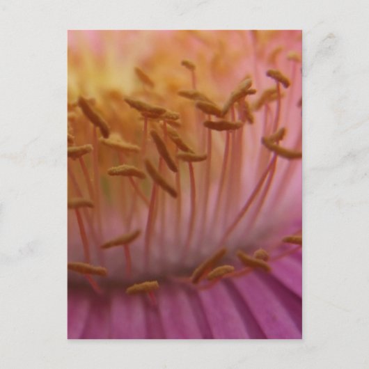 Roze Briefkaart (Voorkant)