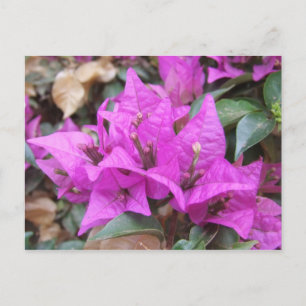 Roze Briefkaart Bougainvillea Flowers
