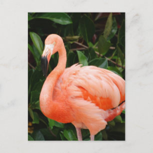 Roze Briefkaart Flamingo