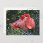 Roze Briefkaart Flamingo (Voorkant / Achterkant)