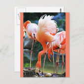 Roze Briefkaart Flamingo (Voorkant / Achterkant)
