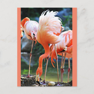 Roze Briefkaart Flamingo