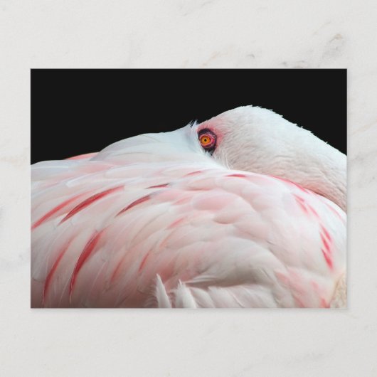 Roze Briefkaart Flamingo (Voorkant)