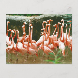 Roze Briefkaart Flamingos
