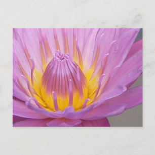 Roze Briefkaart van de Waterlily