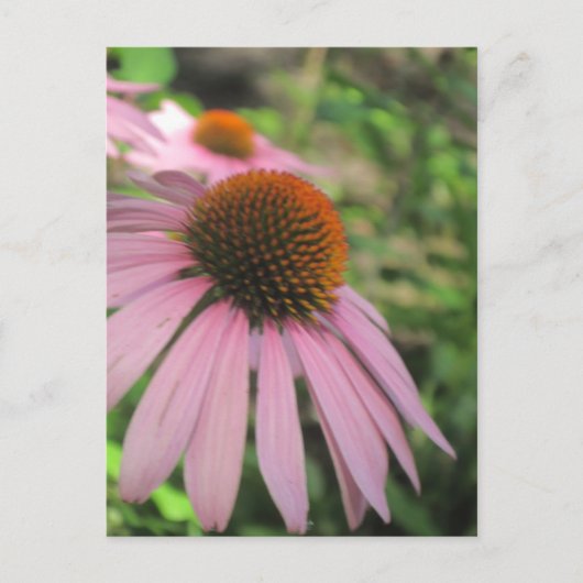 Roze Briefkaarten met conefloer (Voorkant)