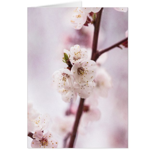 Roze bronbloesems (Voorkant)