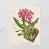 Roze Broughtonia Orchid Botanisch Briefkaart (Voorkant / Achterkant)