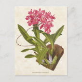 Roze Broughtonia Orchid Botanisch Briefkaart (Voorkant)