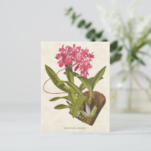 Roze Broughtonia Orchid Botanisch Briefkaart (Staand voorkant)