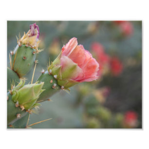 Roze cactus-bloem begint te bloeien foto afdruk