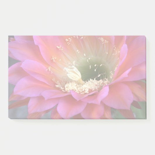 Roze cactus-bloem in de woestijn post-it® notes (Voorkant)
