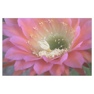 Roze Cactus-bloem in de woestijn Stof